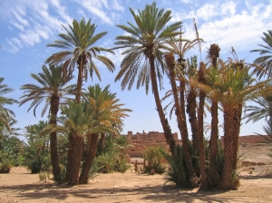 Desert oasis with palm trees - Zagora - Draa valley - Morocco